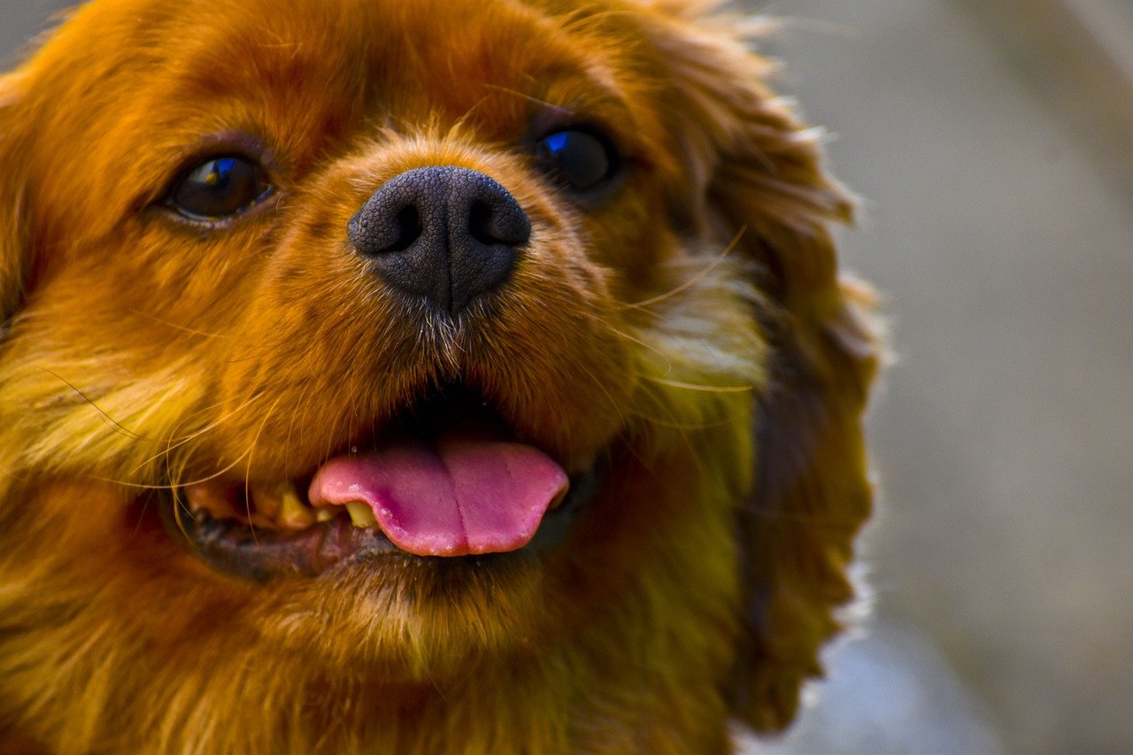 The Personality Traits of the Cavalier King Charles Spaniel